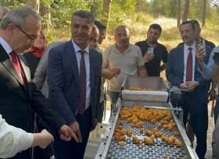 Malatya’da Kayısı Çekirdeği Çıkarma Makinesi geliştirildi! 16 kişinin işini yapıyor