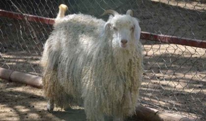 Hayvanat Bahçesi açıldı, ilgi oldukça yoğun