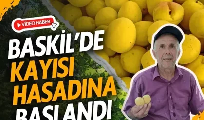 Baskil’de kayısı hasadına başlandı
