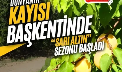 Dünyanın kayısı başkentinde “sarı altın” sezonu başladı
