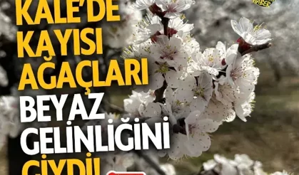 Kale’de kayısı ağaçları beyaz gelinliğini giydi!