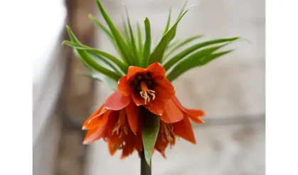 Aşk, acı ve inanç | Ters Lale neden boynunu büktü?