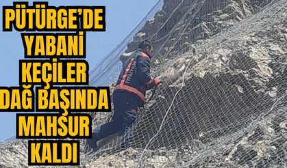 Pütürge’de yabani keçiler dağ başında mahsur kaldı