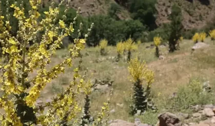 Doğanın şifası dağlarda açıyor: Malatya’da sığırkuyruğu zamanı