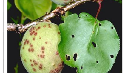 Kayısı üreticisine acil uyarı: Bu dönemi sakın kaçırmayın