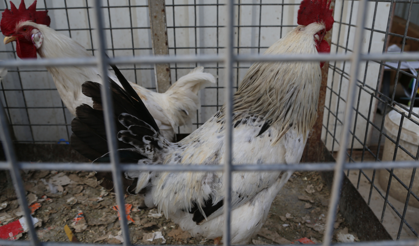 Malatya’da civciv ve tavuk fiyatları güncellendi! İşte rakamlar