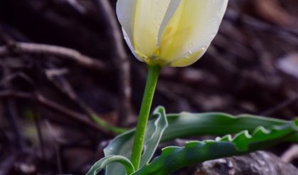 Dünya literatürüne Malatya'dan giriyor: Eşi benzeri yok, yeri sır gibi saklanıyor
