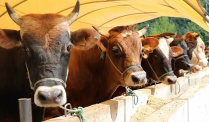 Kurban Bayramı tatili 9 gün mü olacak? 2026