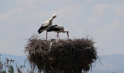 Malatya semalarında bahar hareketliliği: Leylekler yeniden görüldü