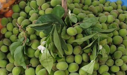 Malatya’da çağla fiyatları dudak uçuklatıyor! Kilosu 200 TL’ye çıktı