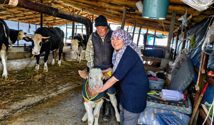 Malatya’da hayvancılığa can suyu: “Yaşasın buzağılar” başladı!