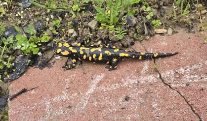 Malatya’da nesli tehdit altındaki Anadolu semenderi görüntülendi