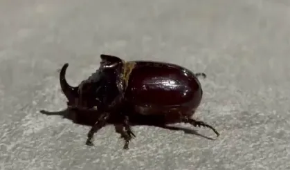 Dünyanın en güçlüsü Akçadağ’da ortaya çıktı!