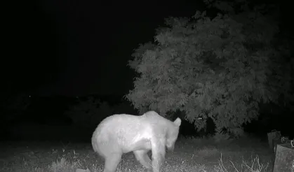 Hekimhan’da gece yarısı baskını! Kovanları dağıtan davetsiz misafir kamerada