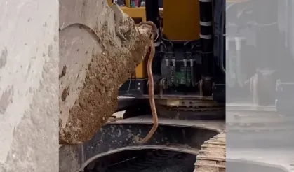 Malatya TOKİ şantiyesinde 3 metrelik yılan paniği!