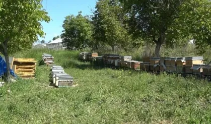 Üç üniversite güçlerini birleştirdi: Arı sütünün kalite sırrı çözüldü!