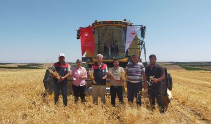 Yeşilyurt’ta nohut hasadı başladı: Malatya’da 500 ton rekolte bekleniyor!