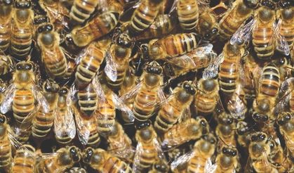 Bir kavanoz bal için 88 bin kilometre: Bal arılarının bilinmeyen dünyası