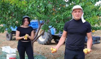 Kahramanmaraş’ta susuz tarımla kayısı mucizesi
