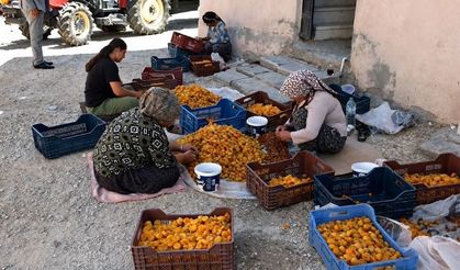 Malatya'da kayısı üreticisi tepkili: “Fiyat maliyetin altında, TMO neyi bekliyor?”
