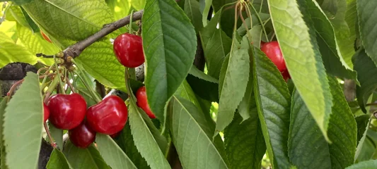 Yeşilyurt’ta şok karar: Kiraz Festivali iptal edildi