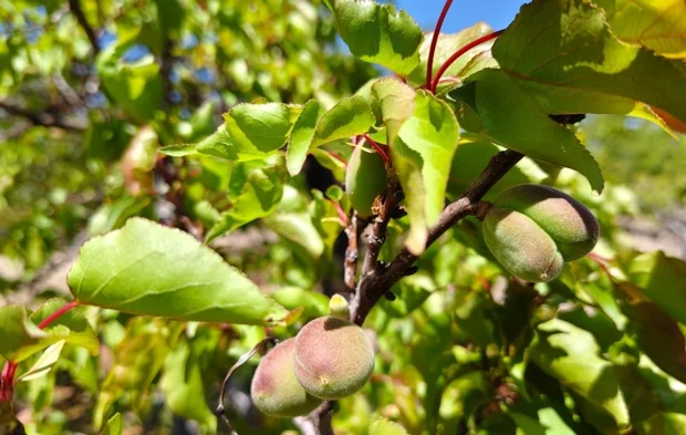 Dalında saklı mucize: Malatya’da çağla zamanı başladı