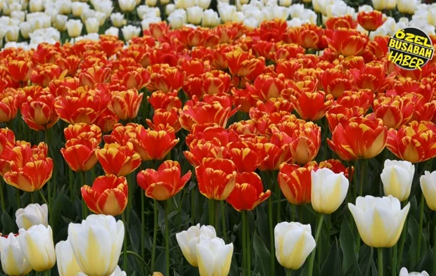 Malatya renk cümbüşüne büründü: Bu manzarayı görmeden geçmeyin!