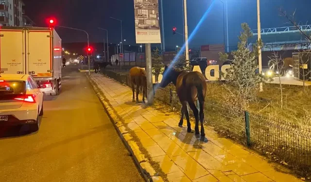 Ardahan’da yılkı atları kent merkezine indi