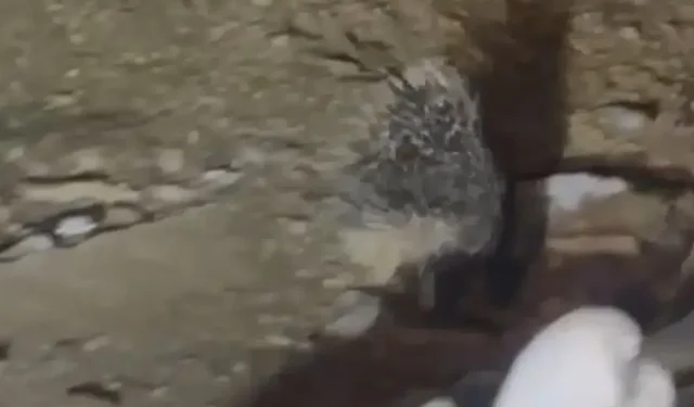 Yüksekova’da nadir görülen Hint oklu kirpi kameraya yansıdı