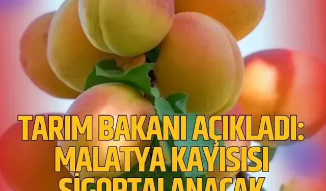 Tarım Bakanı açıkladı: Malatya kayısısı sigortalanacak