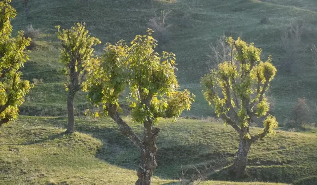 Şaşırtan doğa olayı: Meşe ağaçları kış gelmişken yeniden yaprak açtı