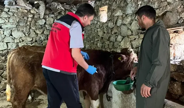 Giresun’da 2025’te 450 binden fazla hayvan aşılandı