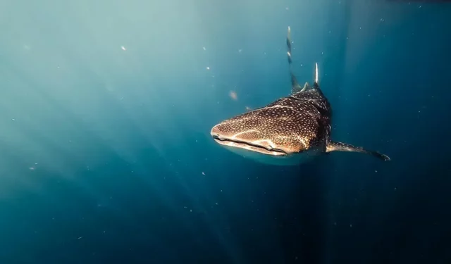 Endonezya'da nefes kesen anlar