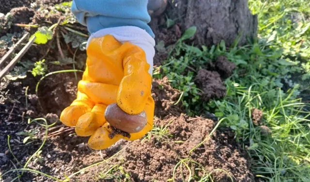 Yanan ormana can suyu: Çocuklarla 500 meşe palamudu dikildi