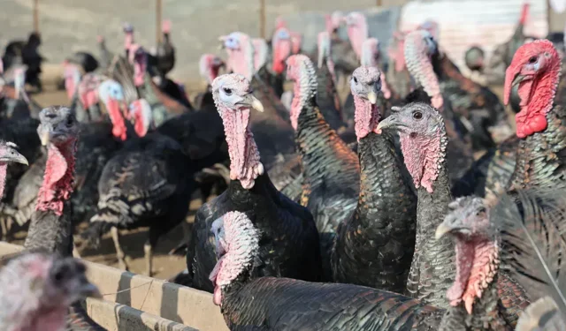 Murat Varan, Elazığ’da 10 dönüm arazi üzerine hindi çiftliği kurdu