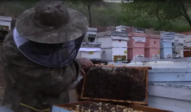 Prof. Dr. Yeninar: Arı ölümlerinin en büyük nedeni kışlama hataları