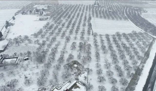 Malatya’da kayısı bahçeleri karla beyaza büründü