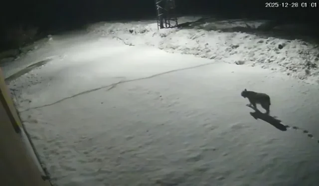 Nesli tükenme tehlikesi altında olan o hayvan Hekimhan’da görüldü