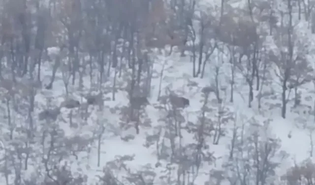 Akçadağ kırsalında domuz sürüsü ve kurtlar görüntülendi