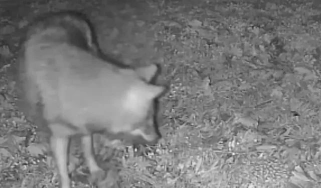 Terkos Gölü’nde doğal hayat sürprizi: Kurt kameraya takıldı