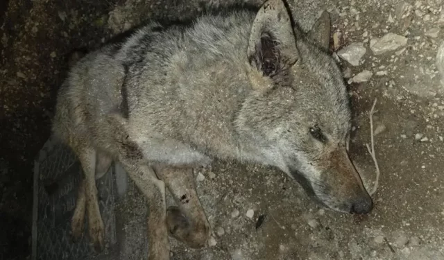 Elazığ’da otomobilin çarptığı kurt telef oldu