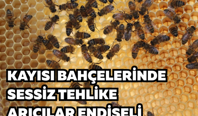 Kayısı bahçelerinde sessiz tehlike | Arıcılar endişeli