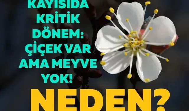 Kayısıda kritik dönem: Çiçek var ama meyve yok! Neden?