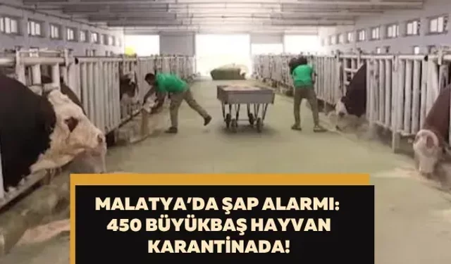 Malatya’da şap alarmı: 450 büyükbaş hayvan karantinada!