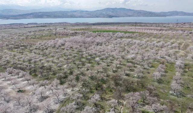 Kayısı bahçeleri beyaza büründü, ortaya eşsiz manzaralar çıktı
