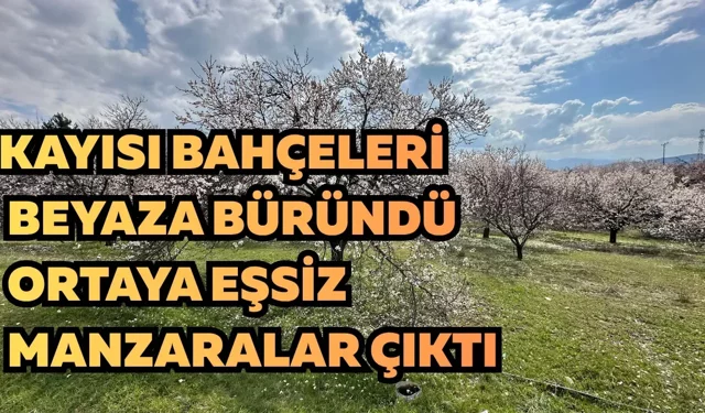 Kayısı bahçeleri beyaza büründü, ortaya eşsiz manzaralar çıktı
