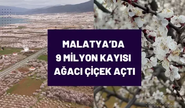 Malatya’da 9 milyon kayısı ağacı çiçek açtı