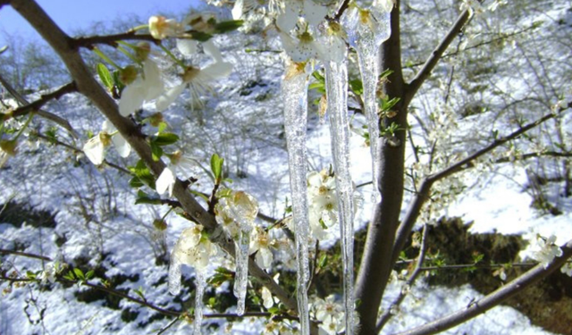 Malatya’da çiftçiye kötü haber: Zirai don başlıyor o ilçeler için çileli saatler