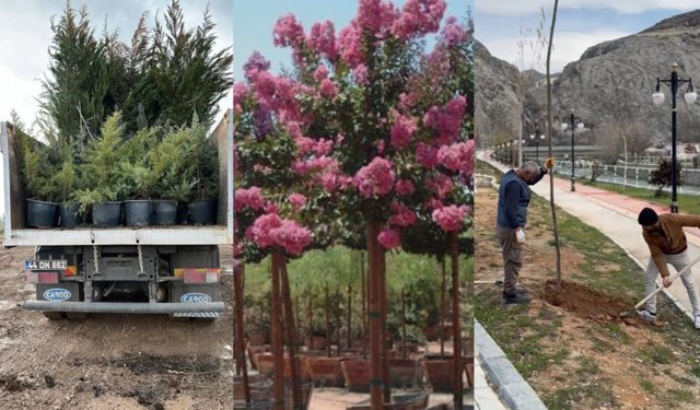 Darende'nin çehresi değişiyor! Tam 7 bin 312 fidan: Bakın nerelere dikildi?