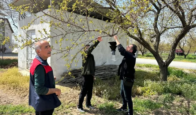 Kayısı bahçelerinde kokarca nöbeti